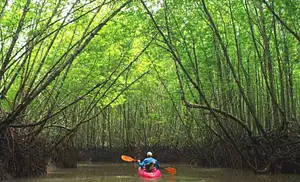 Krabi Mangrove & Market Adventure | Half Day Private Tour