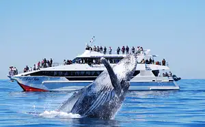 PREMIUM Whale Watching Adventure | Self drive or Transfers from CBD