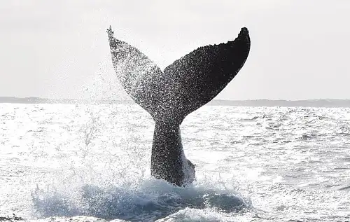 Whale Watching Cruise Margaret River
